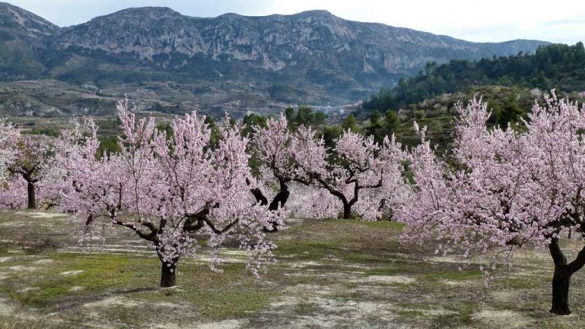 Almond Blossom Routes on the Costa Blanca in Medvilla Spanje