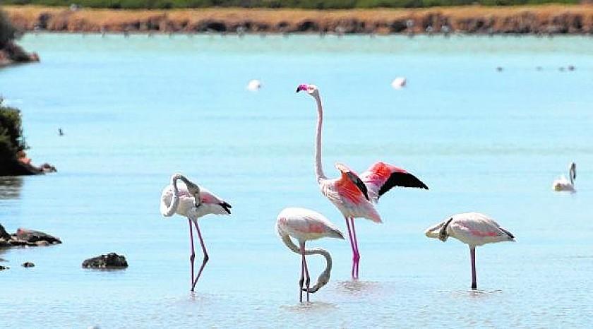 Babyboom Flamingos on Costa Blanca & Calida in Medvilla Spanje